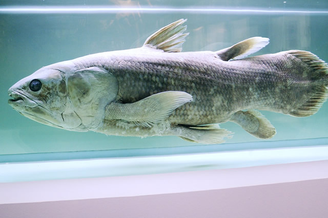 全球十大存活至今的史前鱼类 存活至今的鱼类活化石