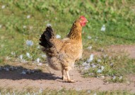 江西最出名的十大鸡品种盘点 10种最受欢迎的江西鸡品种排名