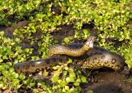 世界十大蛇类之最 最毒的蛇 蛇类十大世界纪录 最大的蛇
