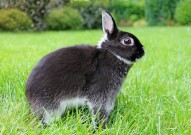 兔子智商排名前十 世界上最聪明的10种兔子 智商最高的兔子品种