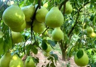 中国十大柚子品种排行 我国最好吃的10大柚子盘点