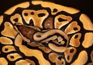 国内最常见无毒蛇类排名 中国十大没有毒的蛇