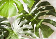 十大净化空气的室内植物 吸收甲醛效果最佳的植物 绿萝吊兰上榜