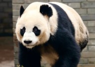 太有爱啦！费翔晒与领养的“哈基米”大熊猫合影 