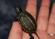 全球名贵龟种盘点 世界十大最贵龟 第一名堪称会移动的金锭