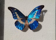 世界上最美的蝴蝶 十大最漂亮的蝴蝶 你知道几种