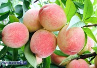 十大桃子品种排名 中国最好吃的十大桃子 我国桃子有哪些好品种