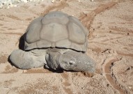 世界十大最长寿的龟类 自然界中寿命最长龟类盘点