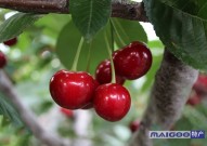 中国十大优质樱桃产地排名 国内好吃的10大樱桃推荐