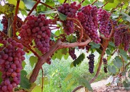 我国十大优质葡萄产地 中国最好的葡萄产地是哪里 葡萄产地排名