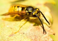 世界上最厉害的蜂 第一名已经杀死1000多人 十大毒性最强的蜂